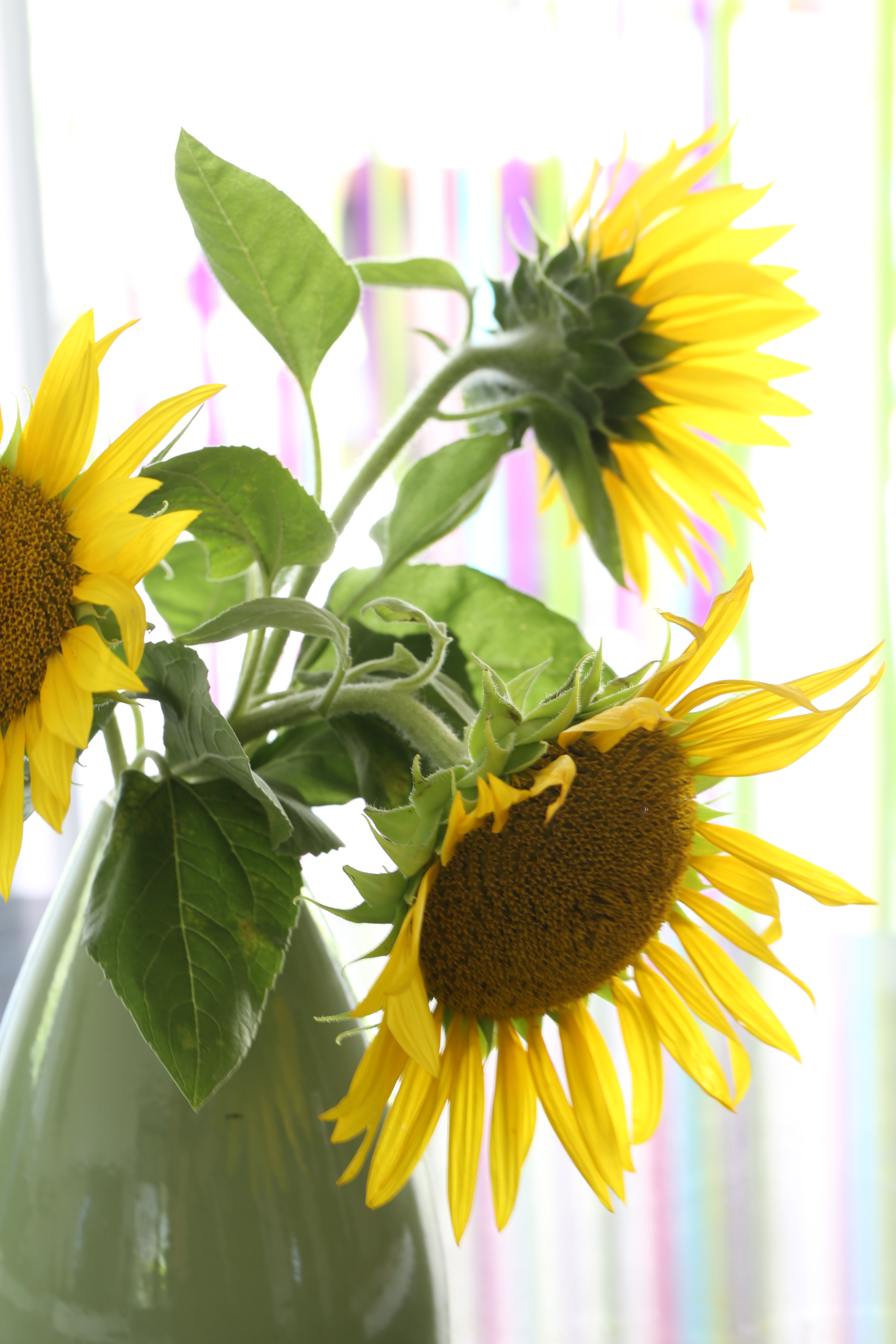 Les tournesols de - delimoon.com - sunflowers