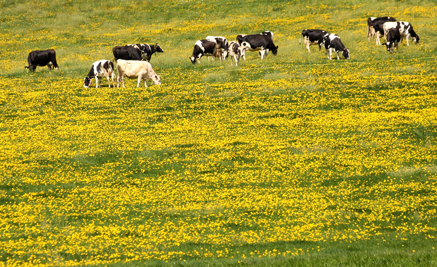 Vaches fribourgeoises dans un pré de pissenlits - delimoon.com