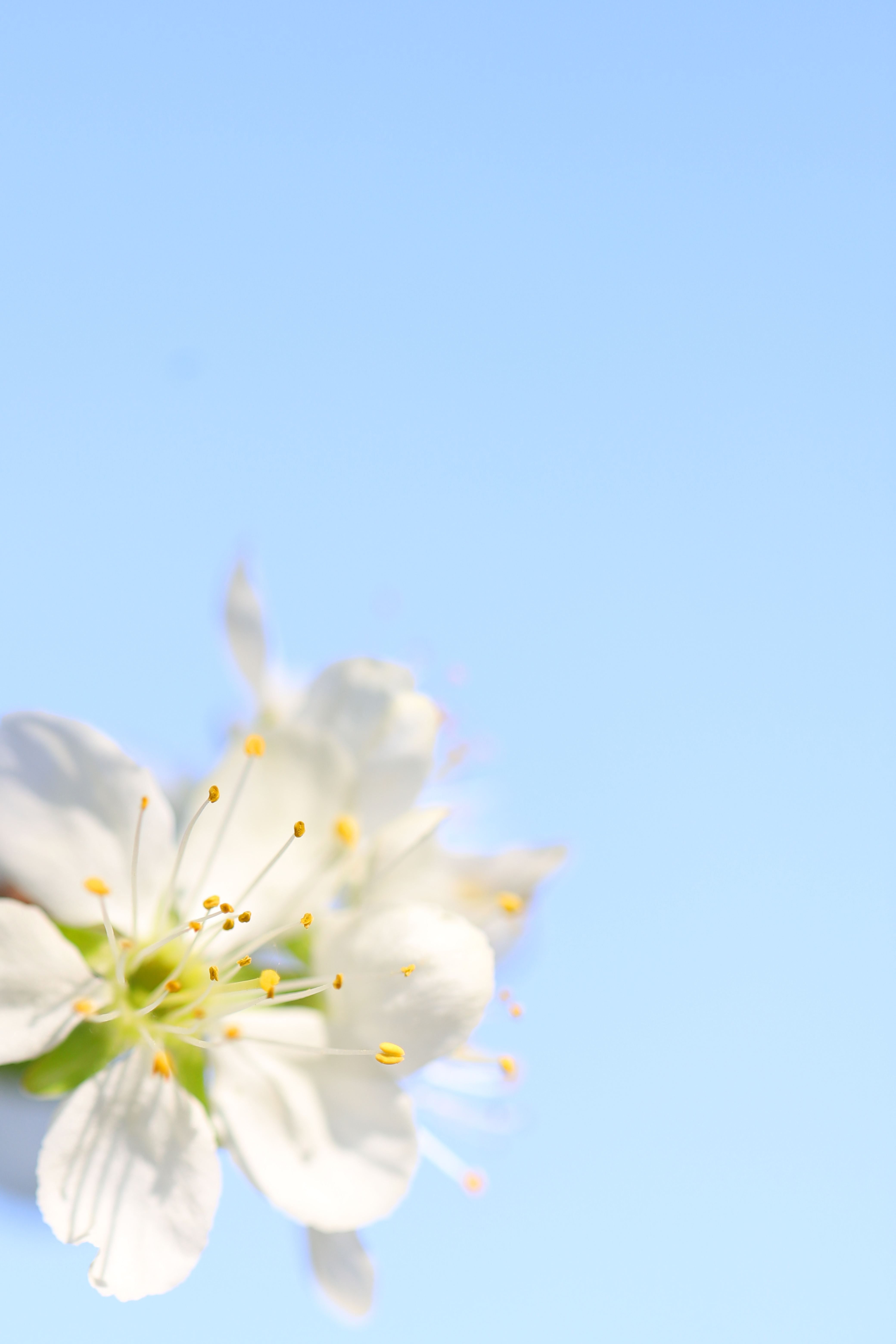 Fleurs de pommier - Apple flower - delimoon.com