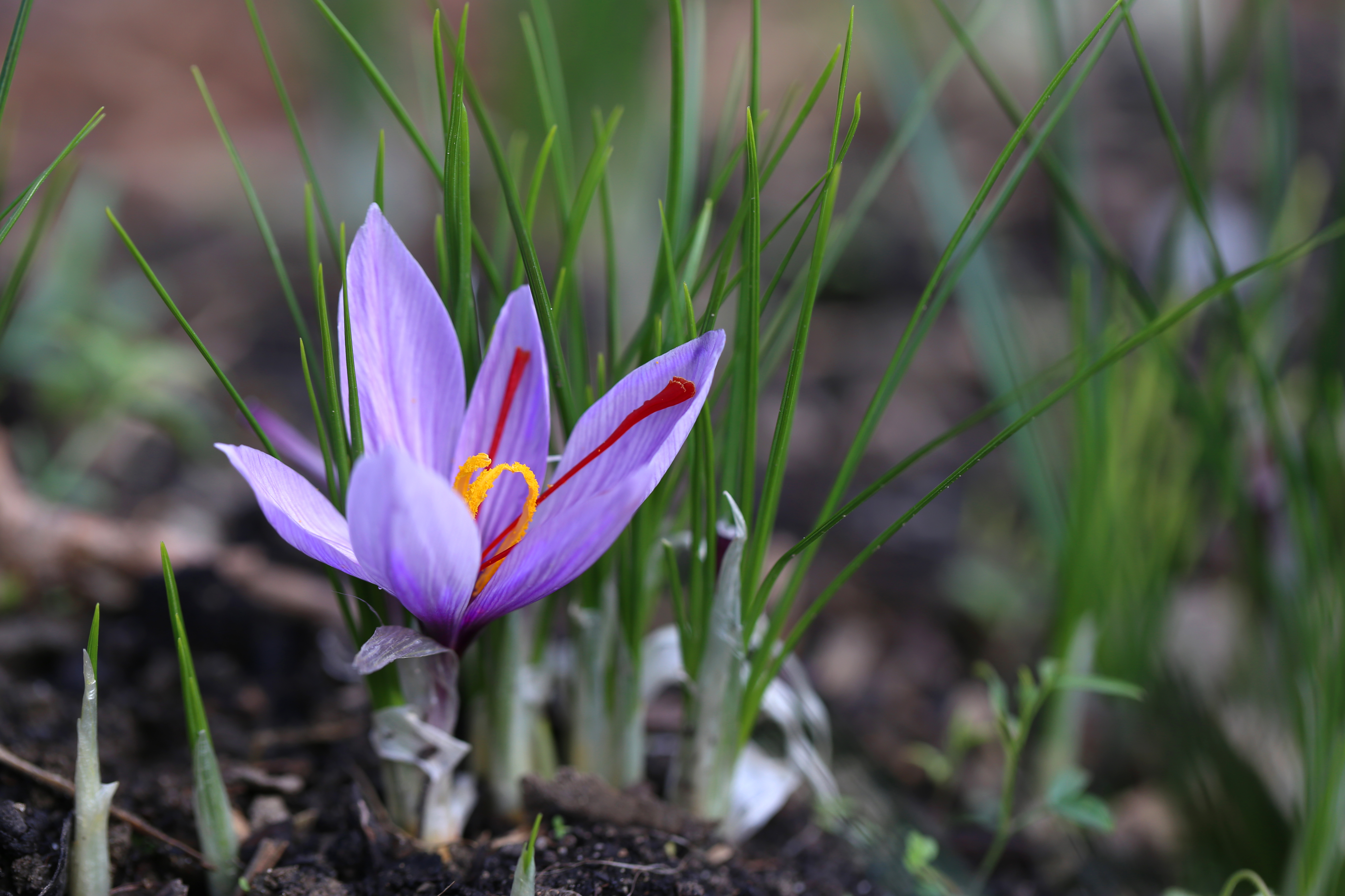 Crocus sativus - fleur de safran - delimoon.com - safran fribourgeois produit dans le Vully et certifié "produit du terroir fribourgeois